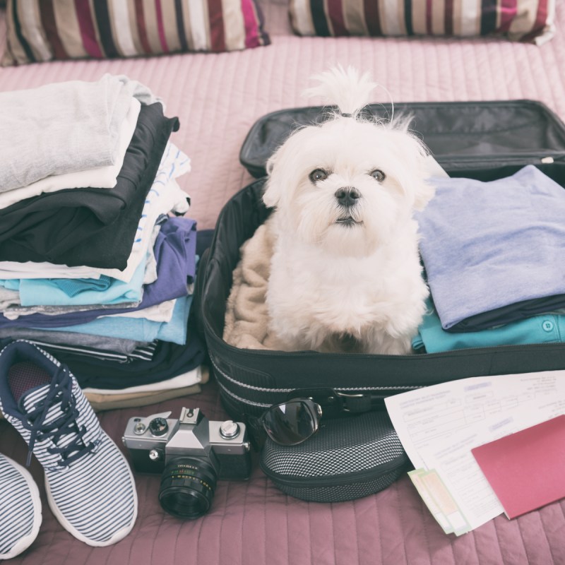 Must-Read Tips For Traveling With Pets | TravelAwaits