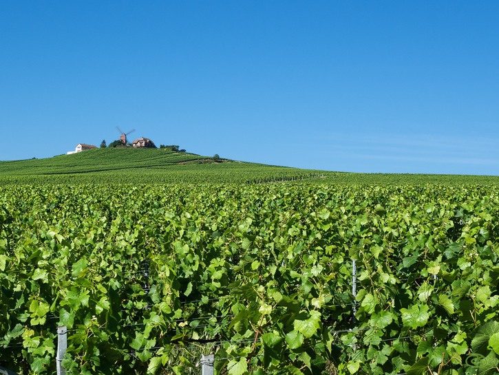 5 Surprising Places To Take A Wine Tour | TravelAwaits