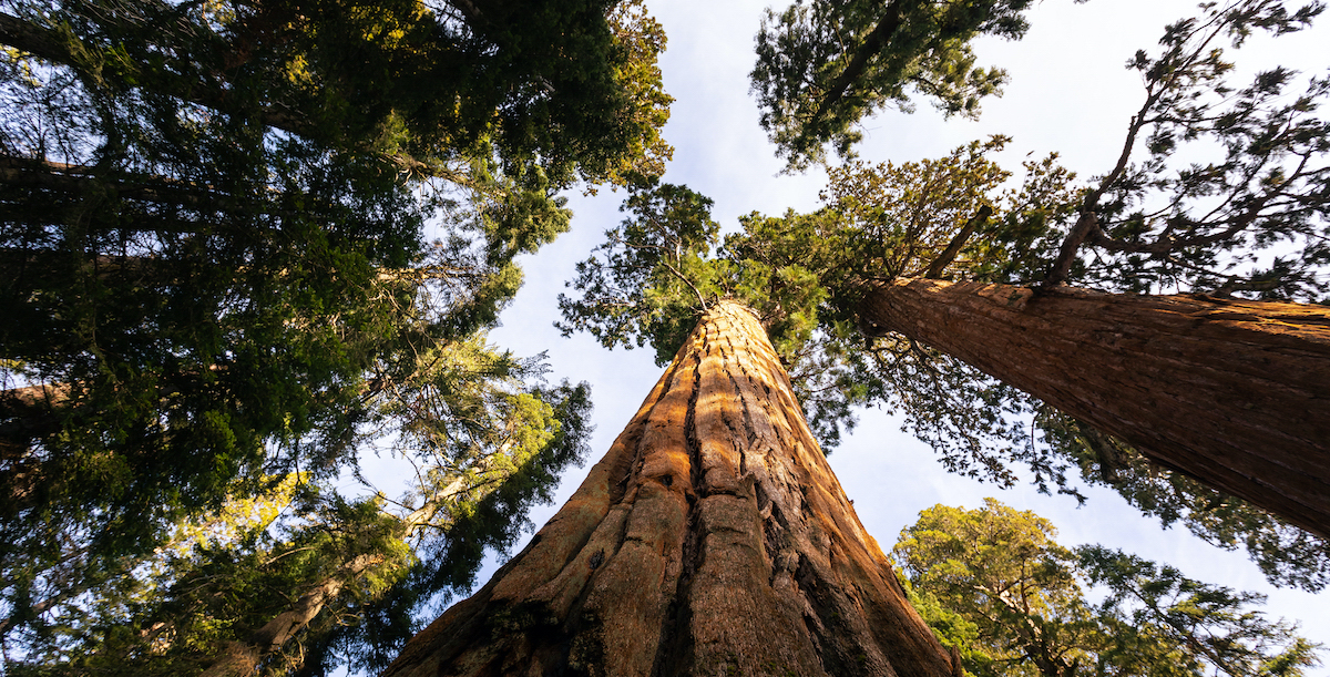 世界最大の木である2,200歳のシャーマン将軍を訪問する方法