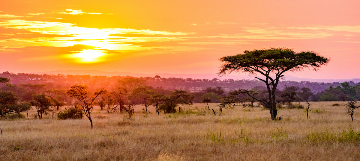 私が私のアフリカのサファリの前に知っていたらいいのに