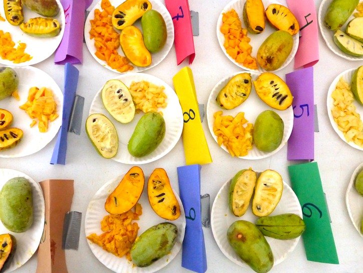 テネシー州のポーポーの季節について知る必要があるすべて