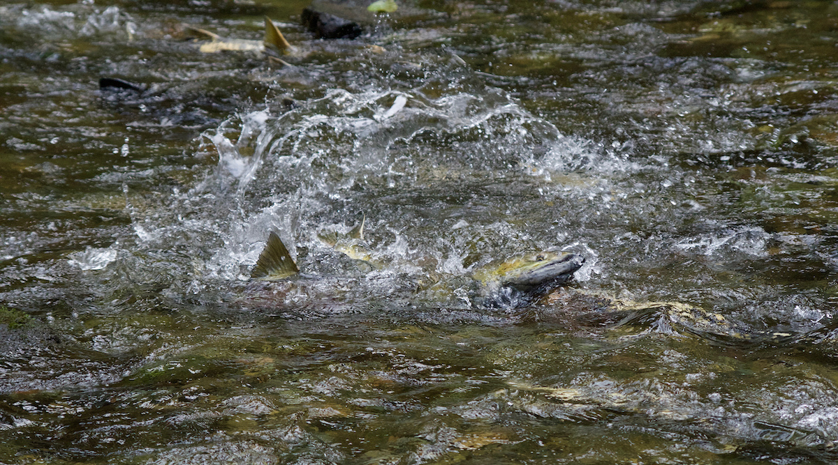 Tips For Experiencing The Salmon Run On Vancouver Island