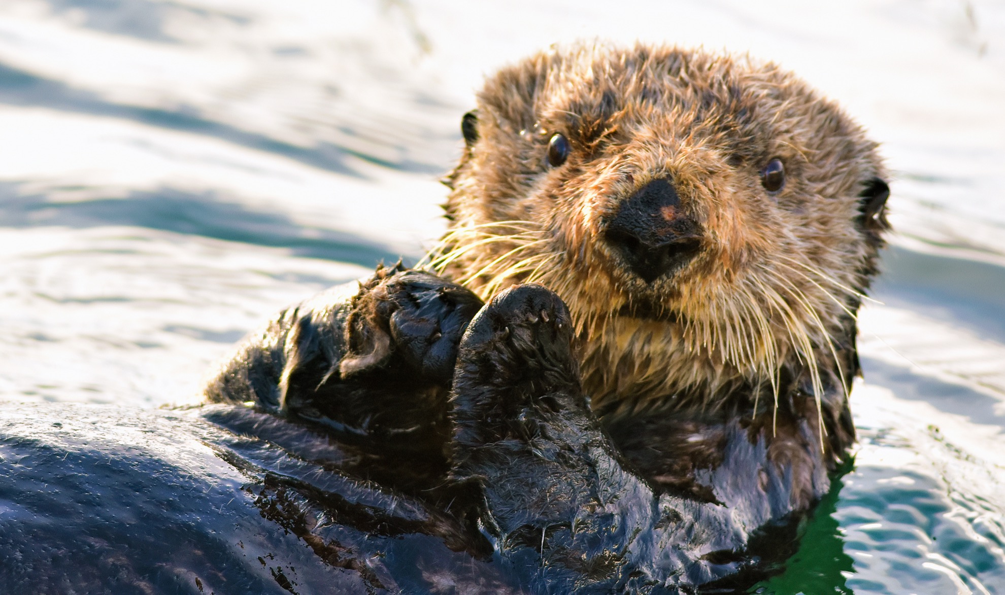 6 Great Places To See Sea Otters In The Wild | TravelAwaits