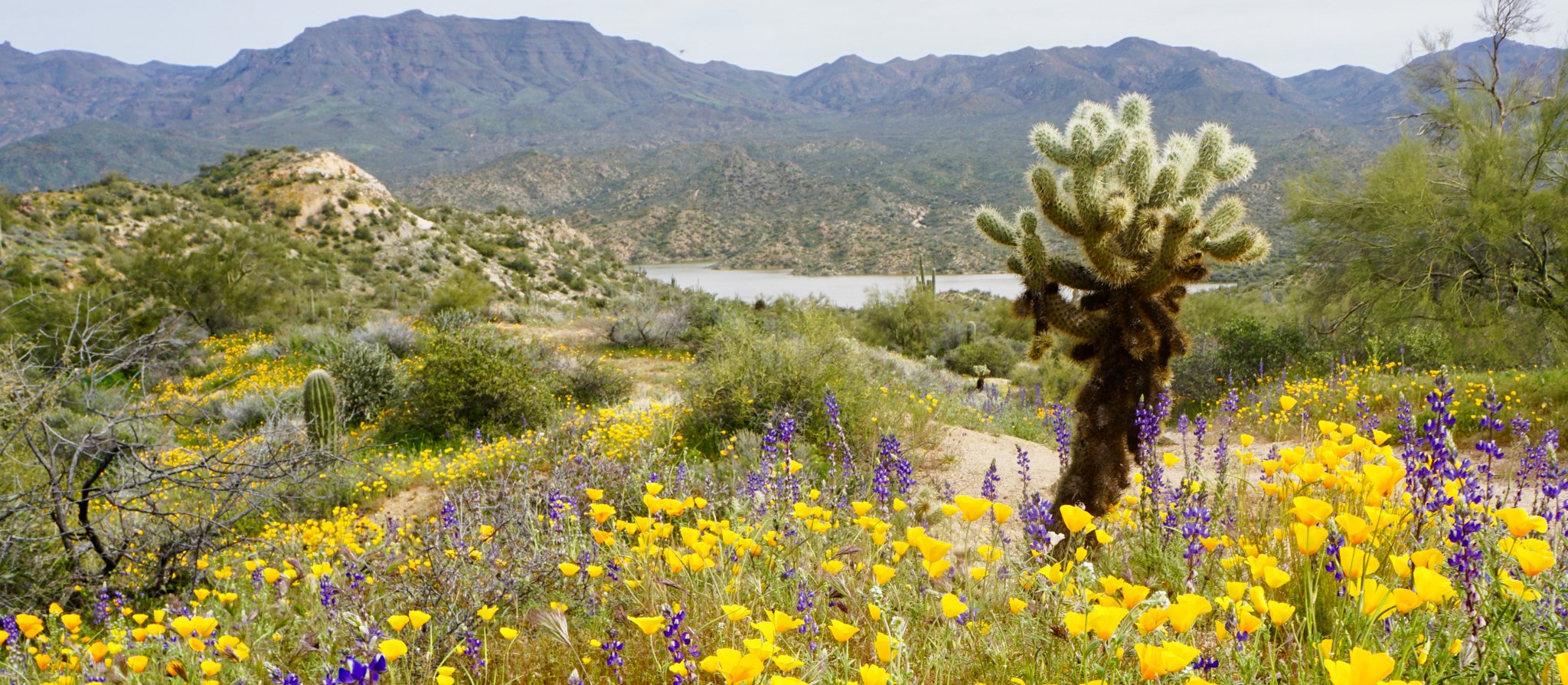 アリゾナでの5つの完璧なワイルドフラワーハイキング