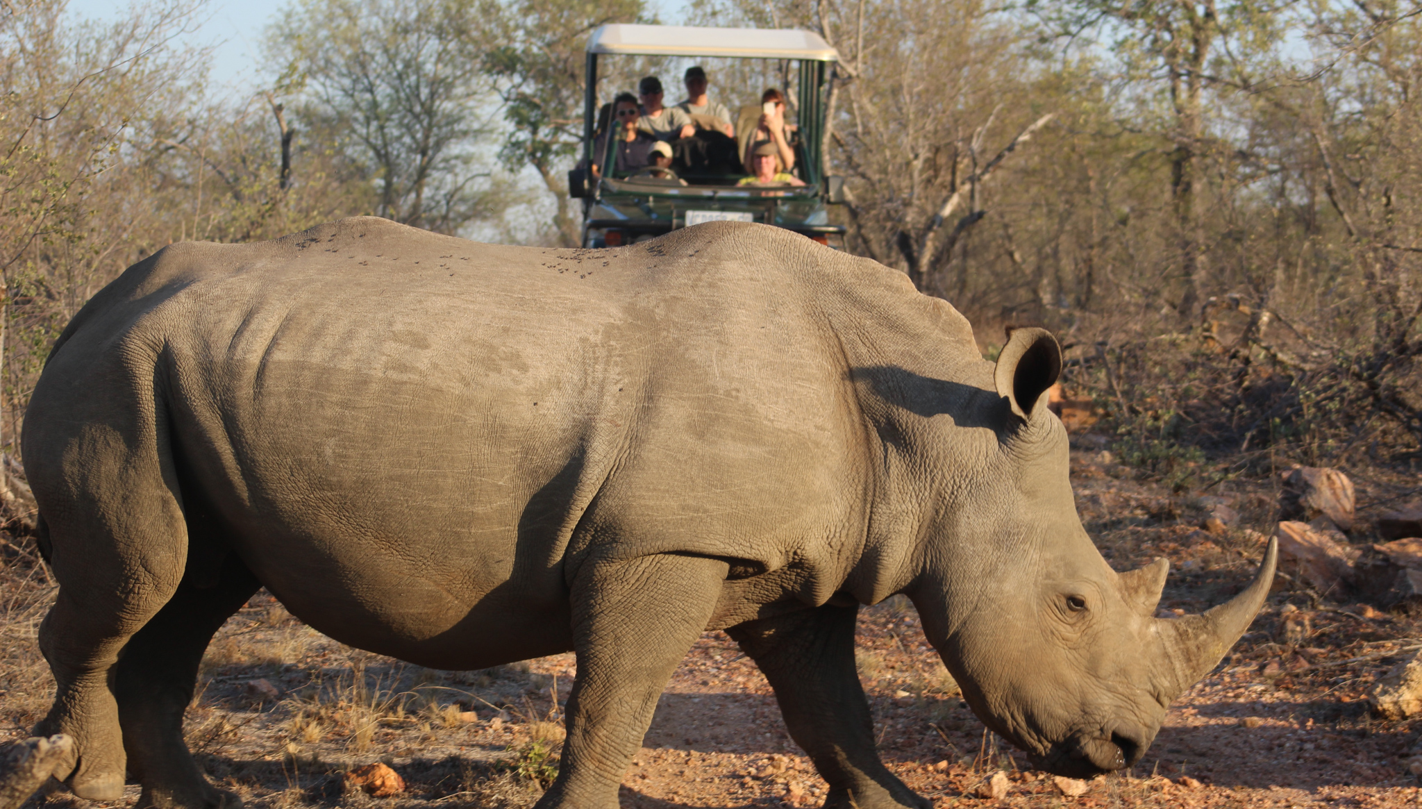 Kruger National Park: Everything You Need To Know Before Your Safari