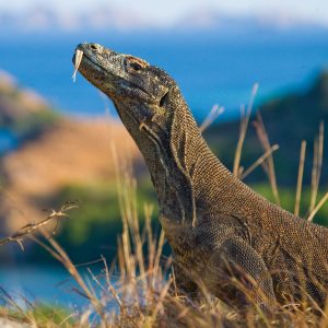 It Could Soon Cost $1,000 To Visit Komodo National Park -- Here’s Why