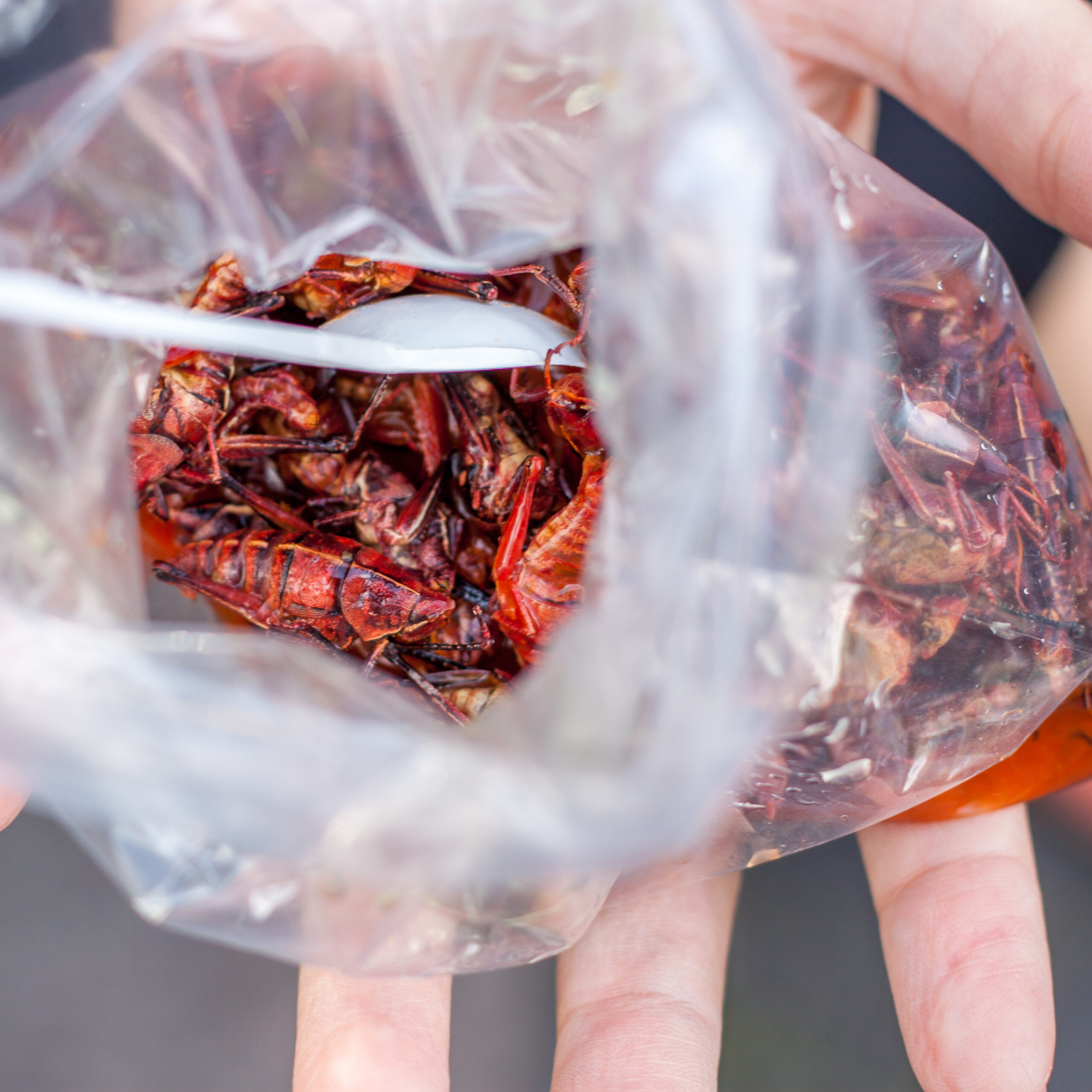 The Culinary Tradition Behind Chapulines: Oaxaca’s Fried Grasshoppers ...