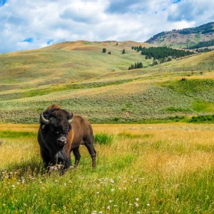 Why We Can't Stop Dreaming About Montana 