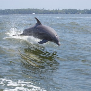 How To Spend A Perfect Day Kayaking With Dolphins And Manatees On ...