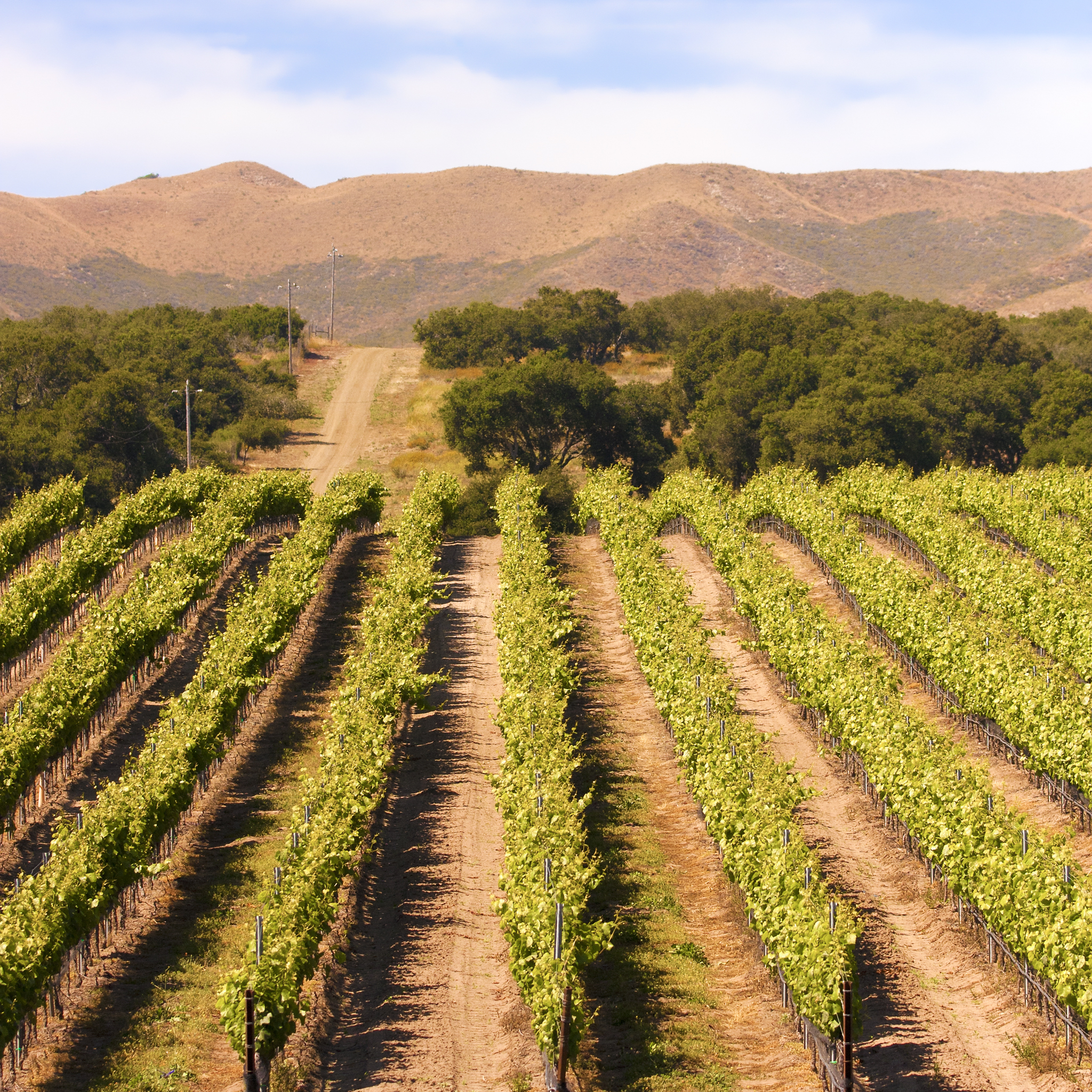 8 Best Paso Robles Wineries To Visit