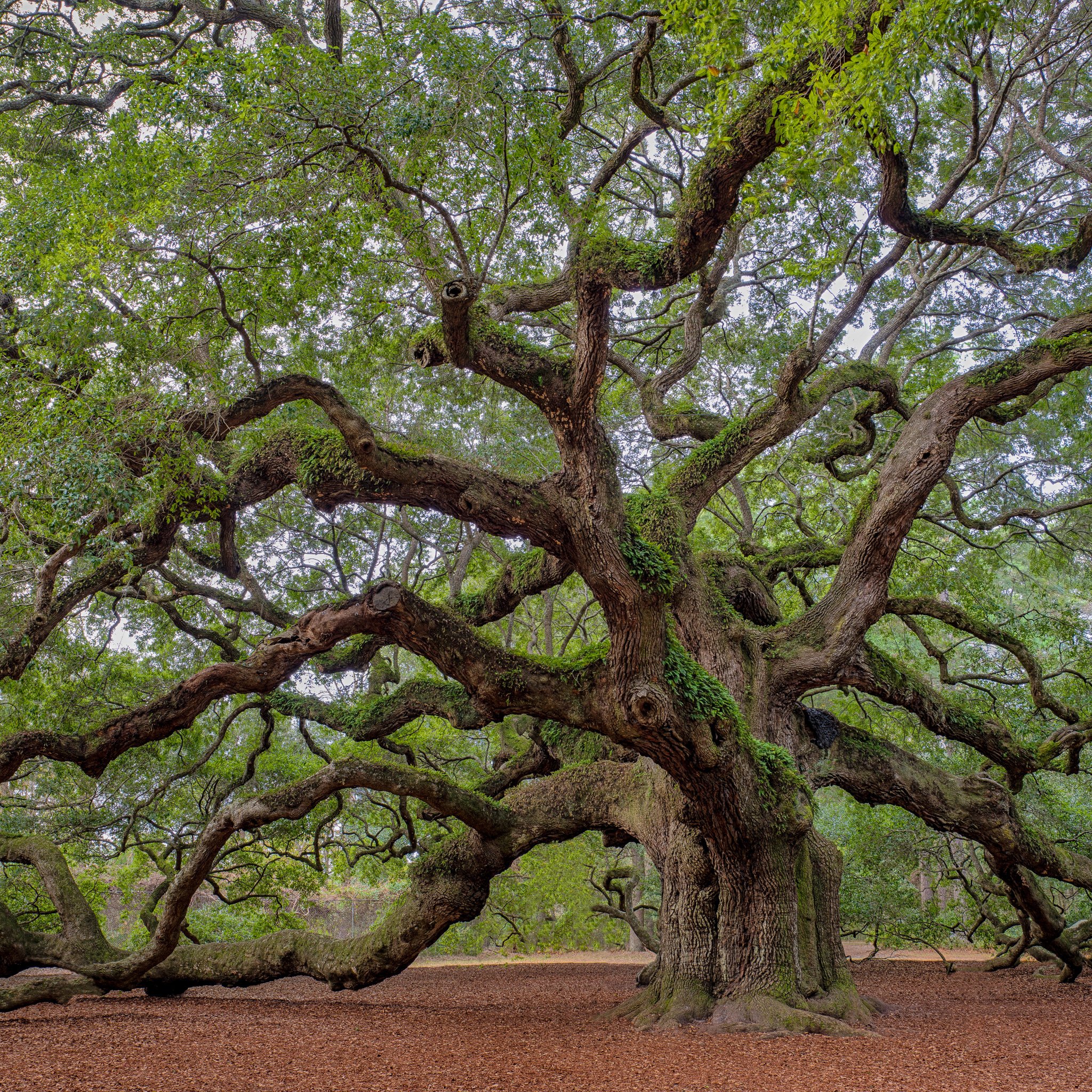 7 Tips Before Visiting the Angel Tree Charleston SC - TravelAwaits