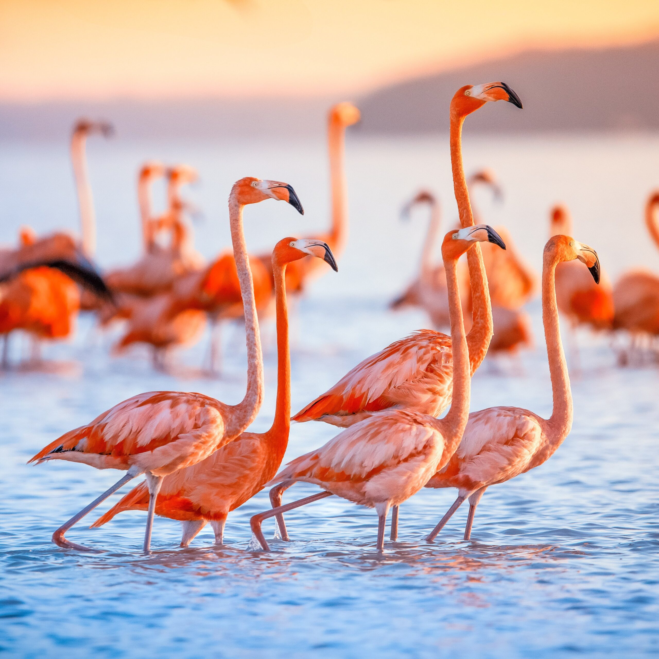 Where to See Flamingos in the Wild? | 8 Most Popular Places - TravelAwaits