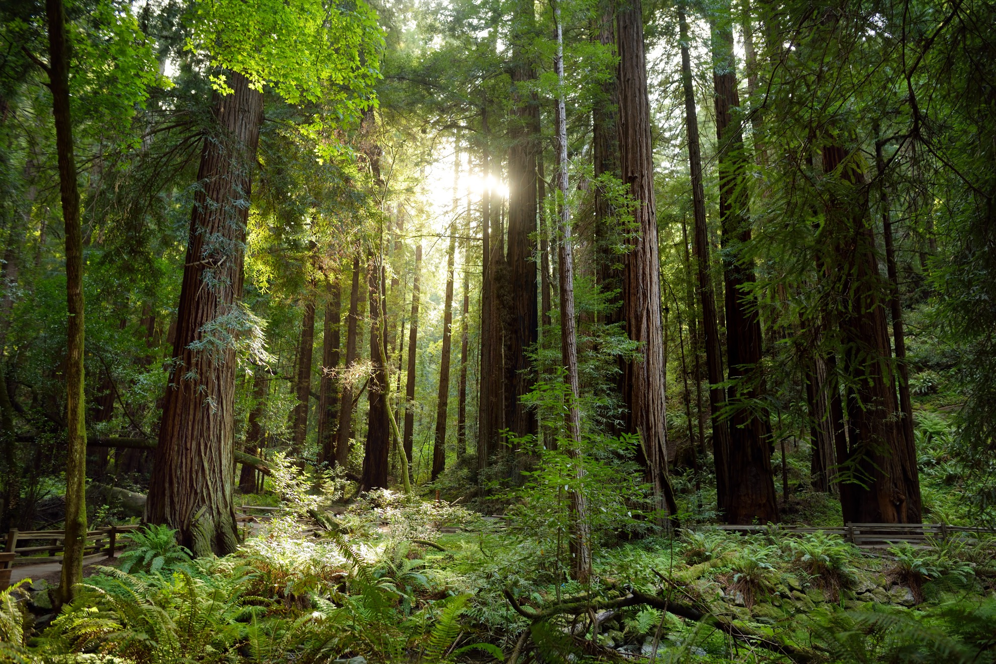 How To Spend A Perfect Day At Muir Woods National Monument