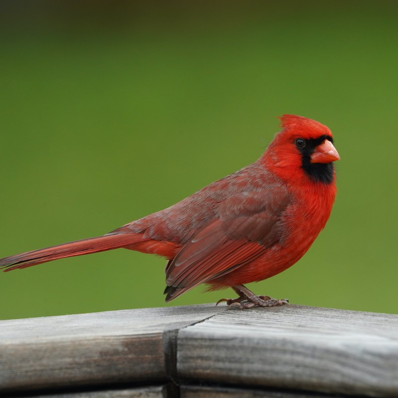 10 Fantastic Birding Trails In Alabama | TravelAwaits