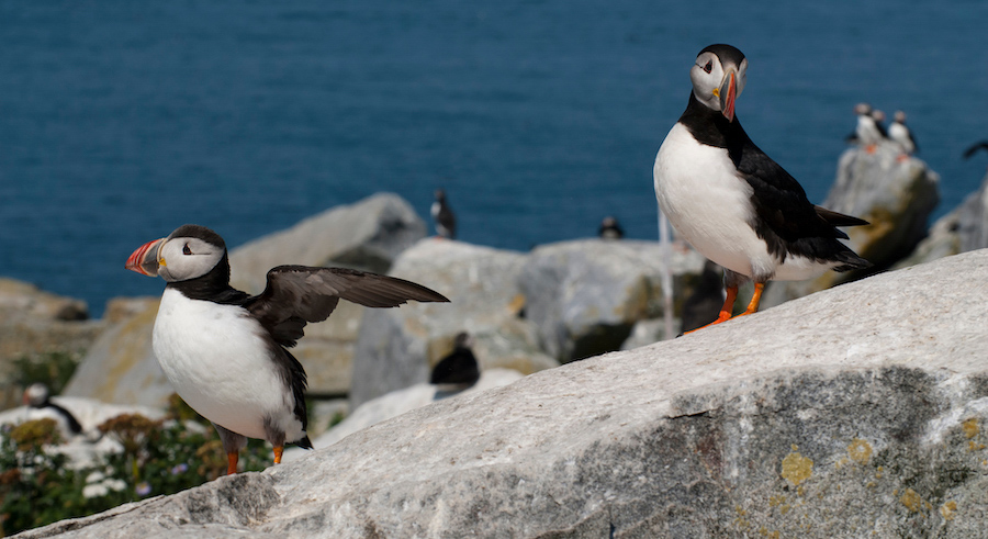 マキアスがメイン州の最高の秘密である理由
