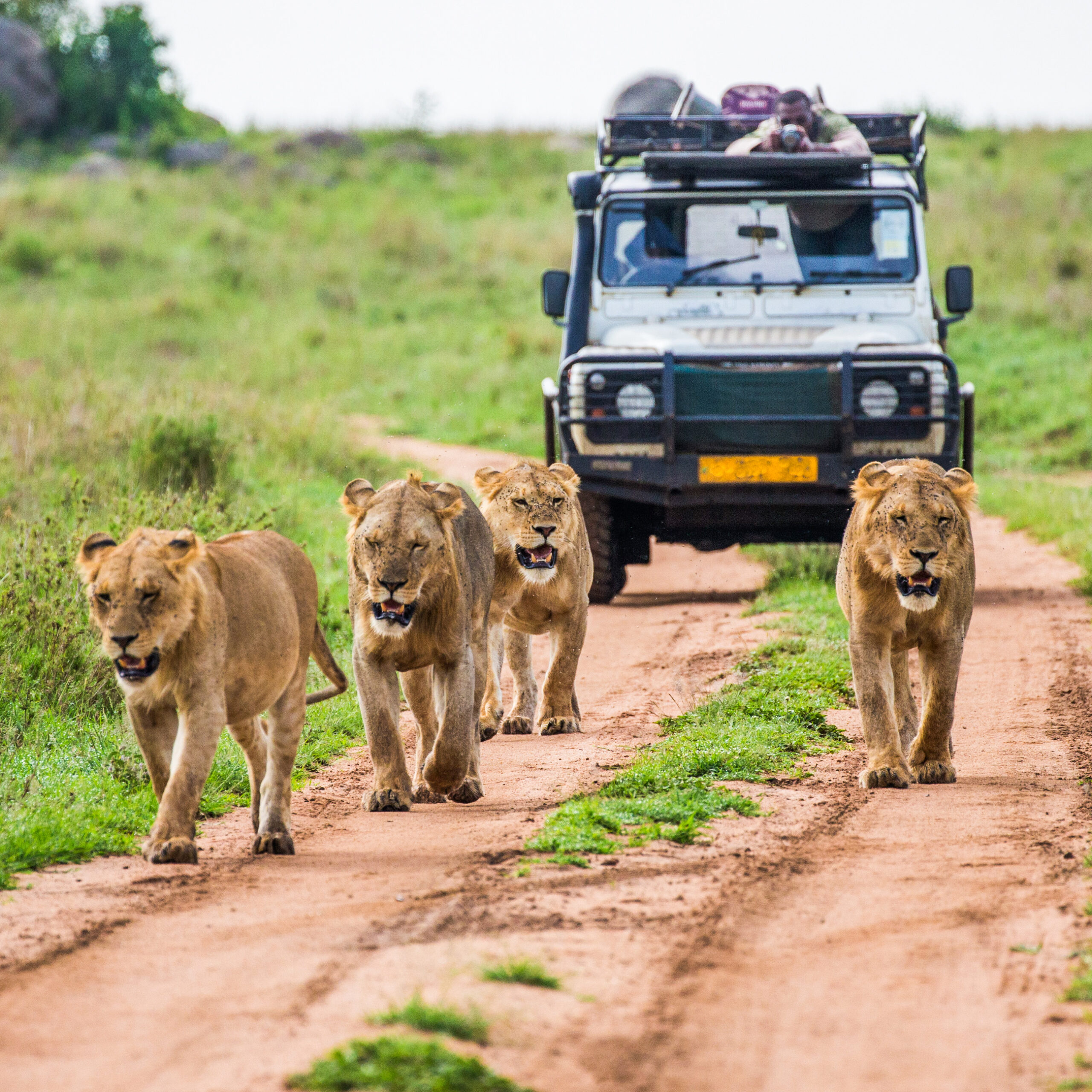 9 Things To Know Before Booking A Long Safari | TravelAwaits