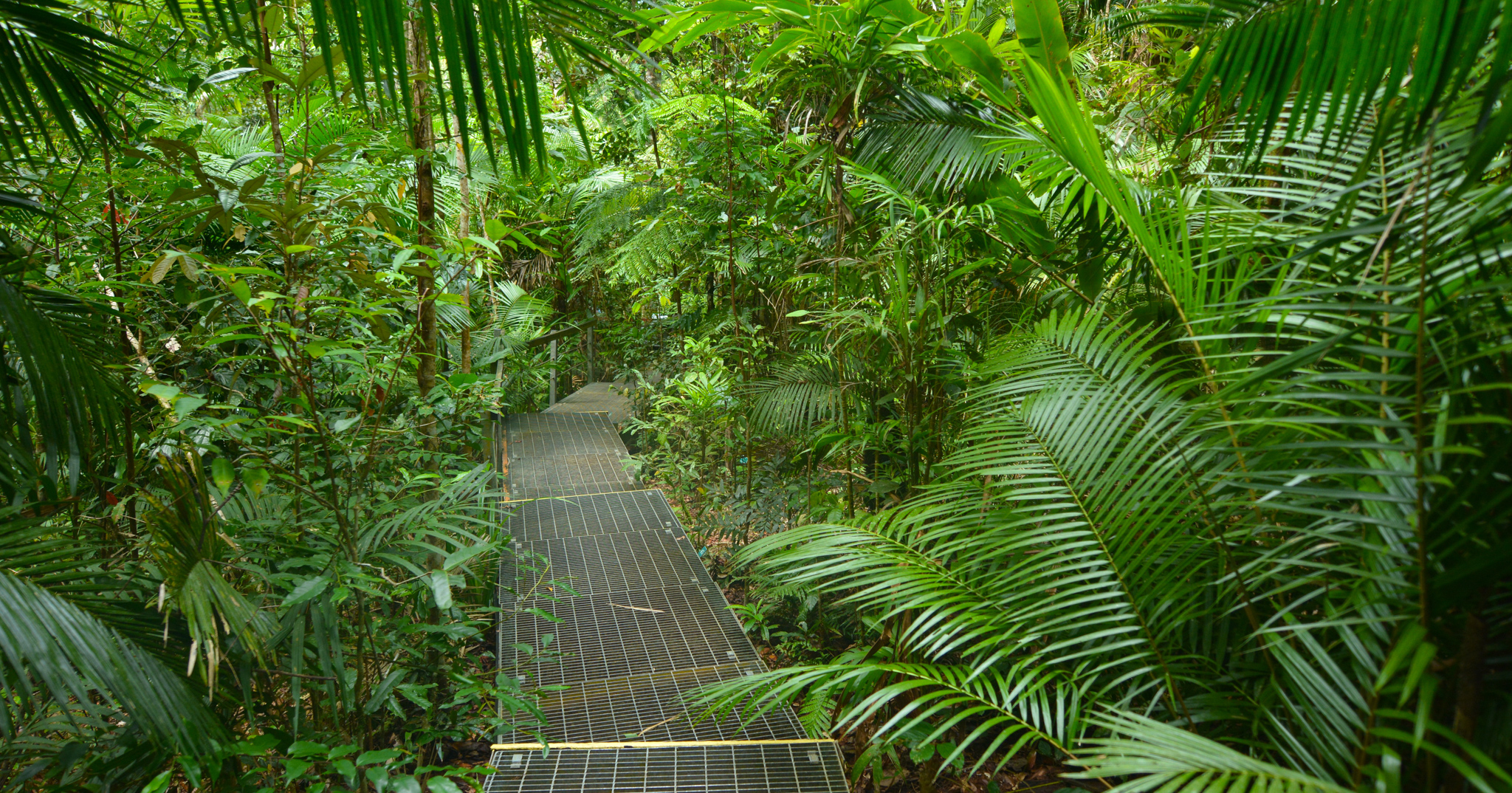 7 Things You Can Only Experience In This Australian Rainforest 