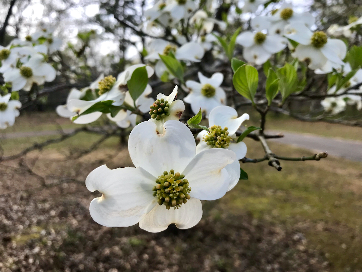 19 Best Experiences In Palestine, Texas