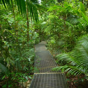 7 Things You Can Only Experience In This Australian Rainforest ...