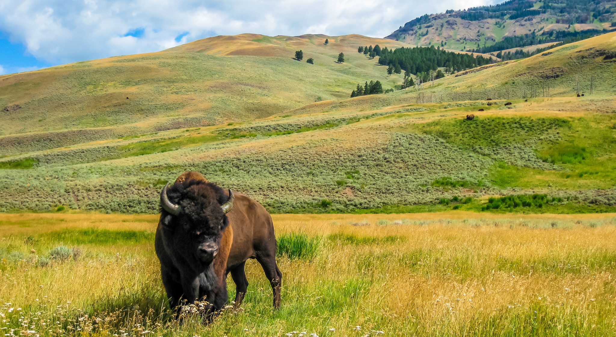 なぜモンタナについて夢を見るのをやめられないのか