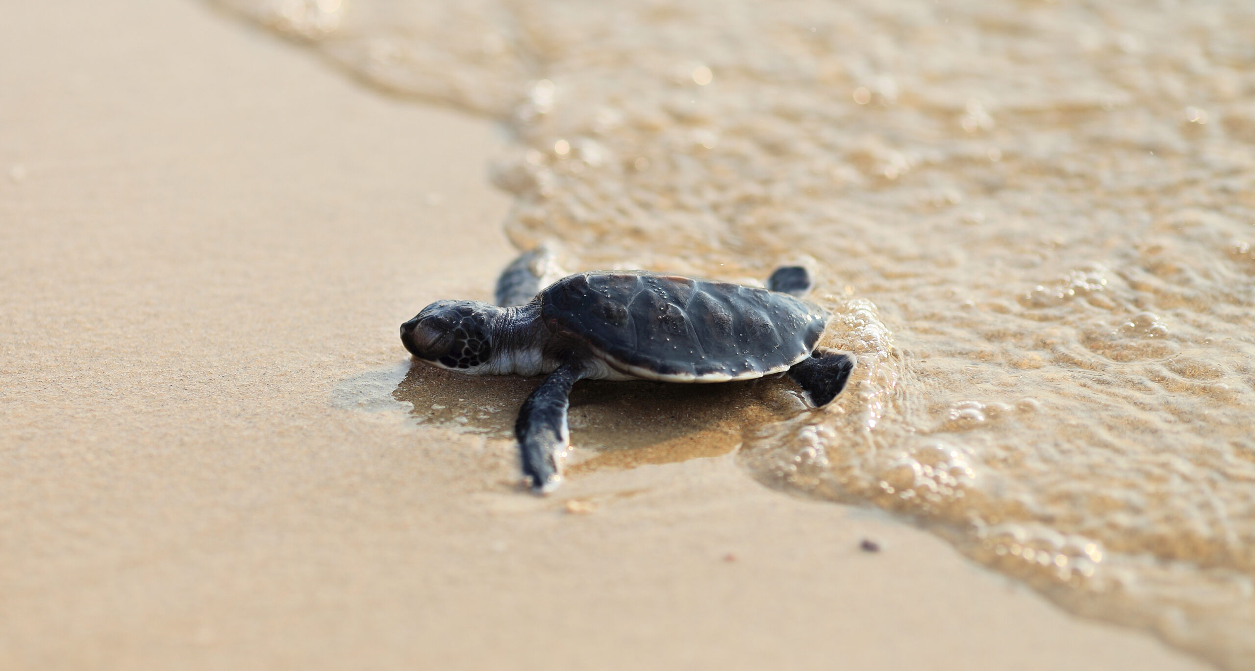 Turtle Beach - Head to the North Shore to See Green Sea Turtles in Their  Element – Go Guides