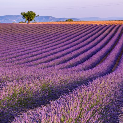 The Most Beautiful Lavender Fields To Visit In Provence, France ...