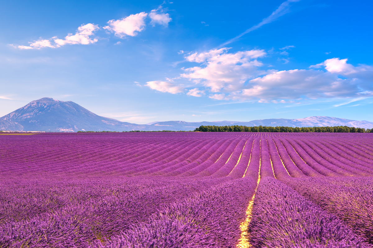 The Most Beautiful Lavender Fields To Visit In Provence, France ...