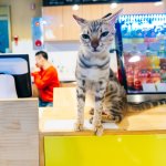 Table A cafe and cat in Seoul, South Korea.