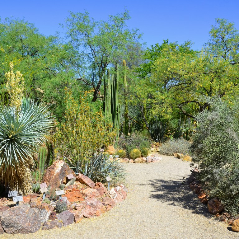 11 Tips For Visiting The Desert Botanical Garden