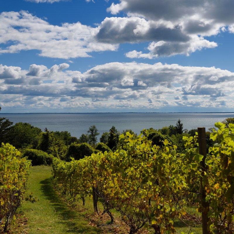 Best Wine Regions In Canada