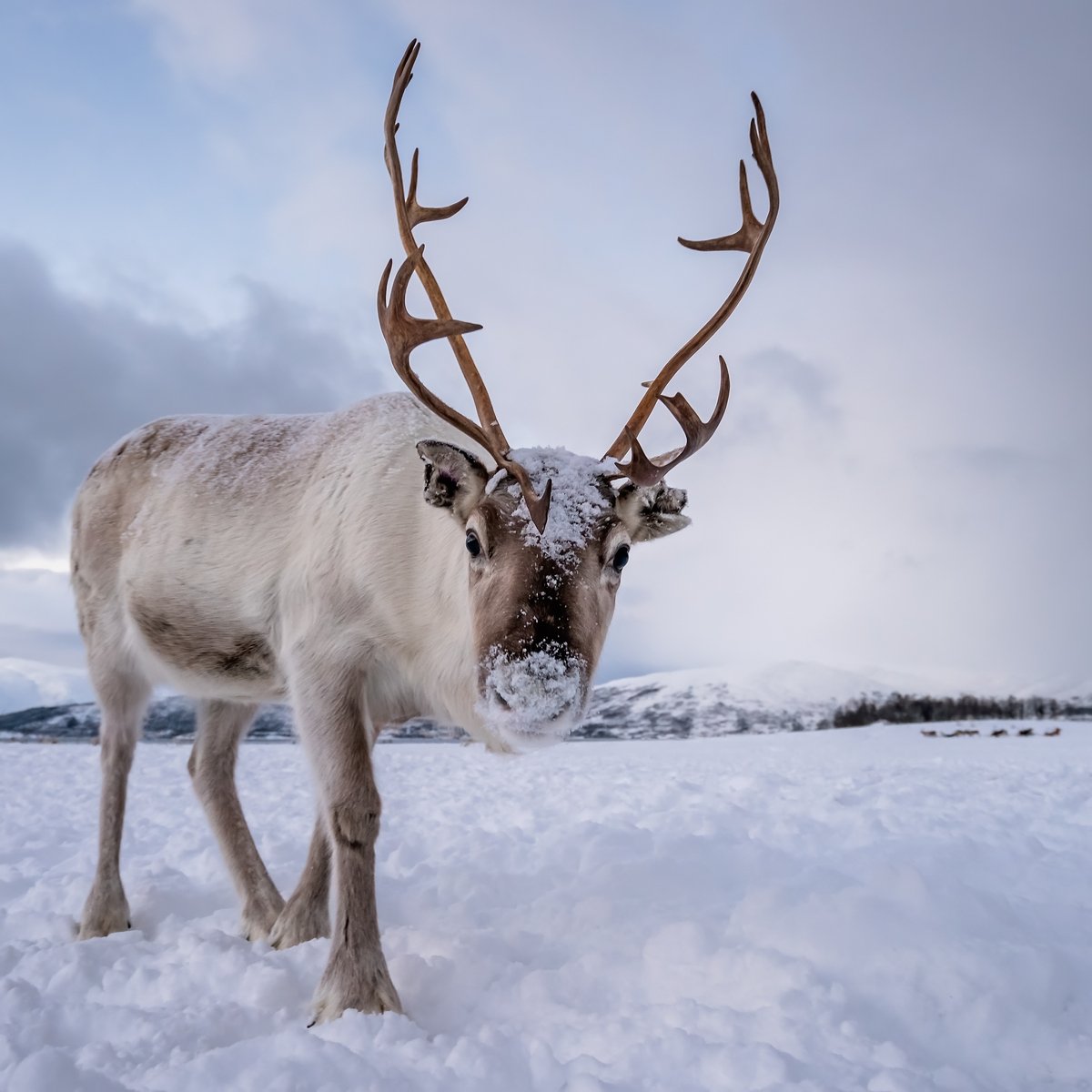 9 Places To See Reindeer In The Wild | TravelAwaits