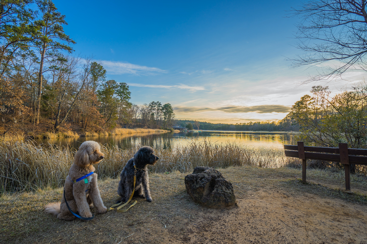 11 Best Campgrounds In The Piney Woods Of East Texas | TravelAwaits