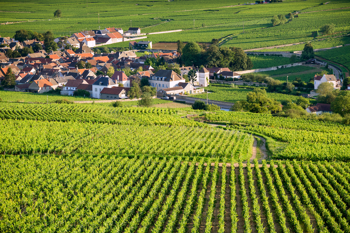Loire Valley vineyards with Château de Chambord