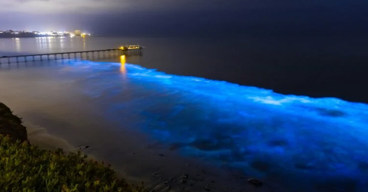 Glowing bioluminescent waves return to California coast