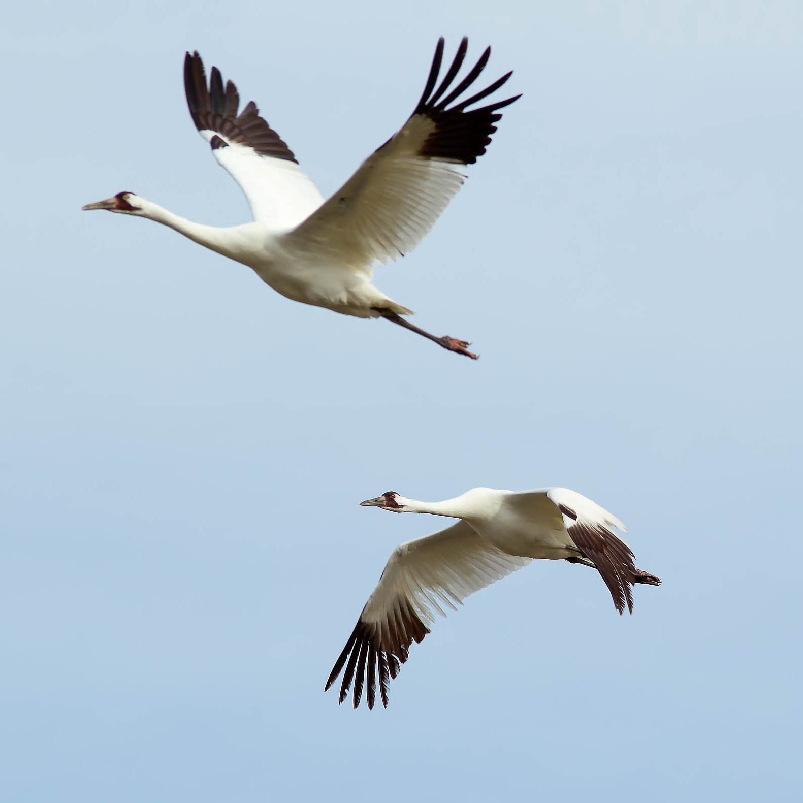 Tips For Viewing Southern Texas’s Beautiful Whooping Cranes This February