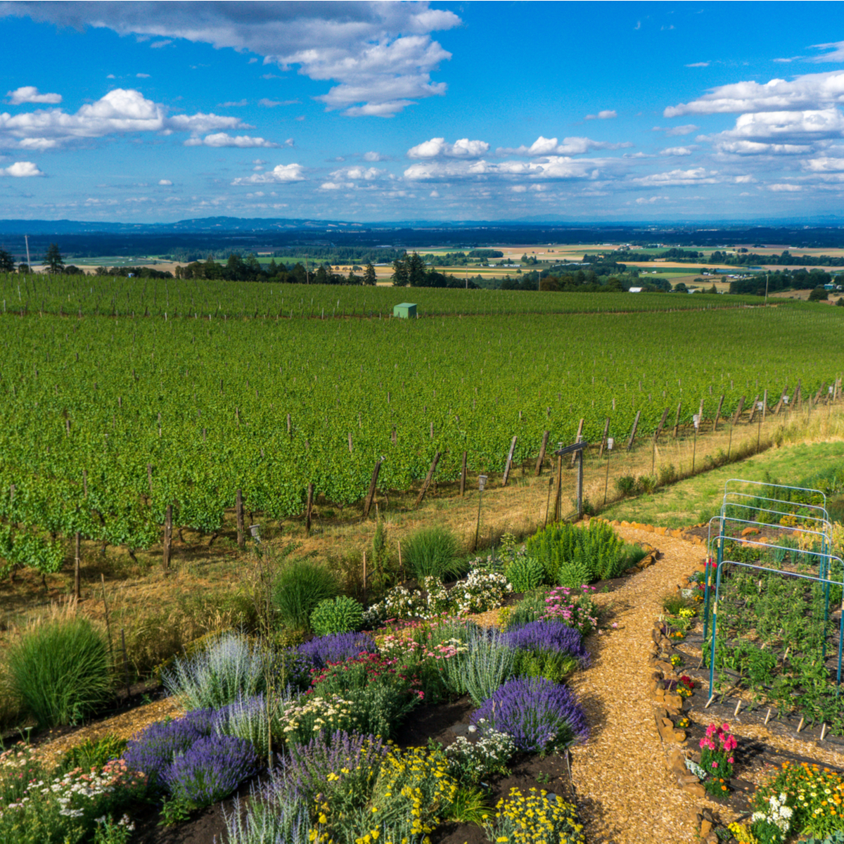 Wine Tasting In Oregon’s Willamette Valley: 9 Things To Know