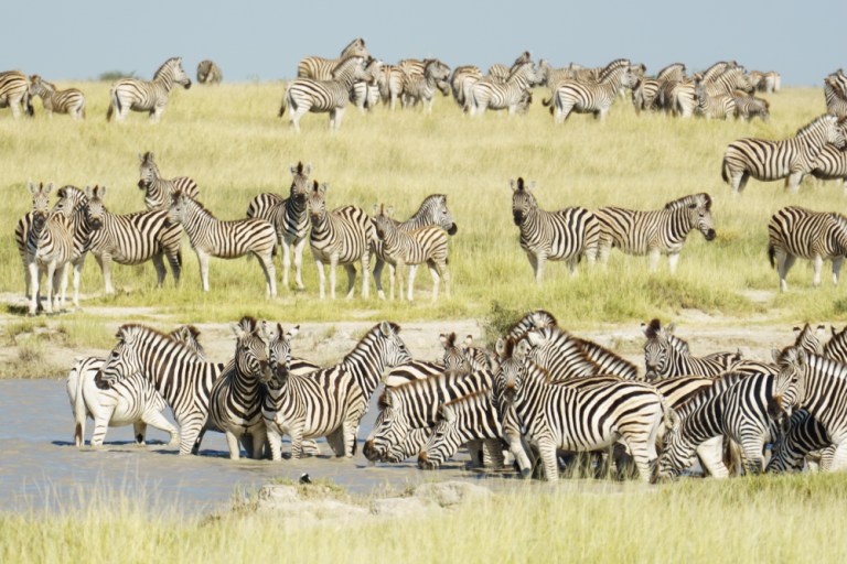 The 6 Greatest Animal Migrations In Africa, And How To Experience Them ...