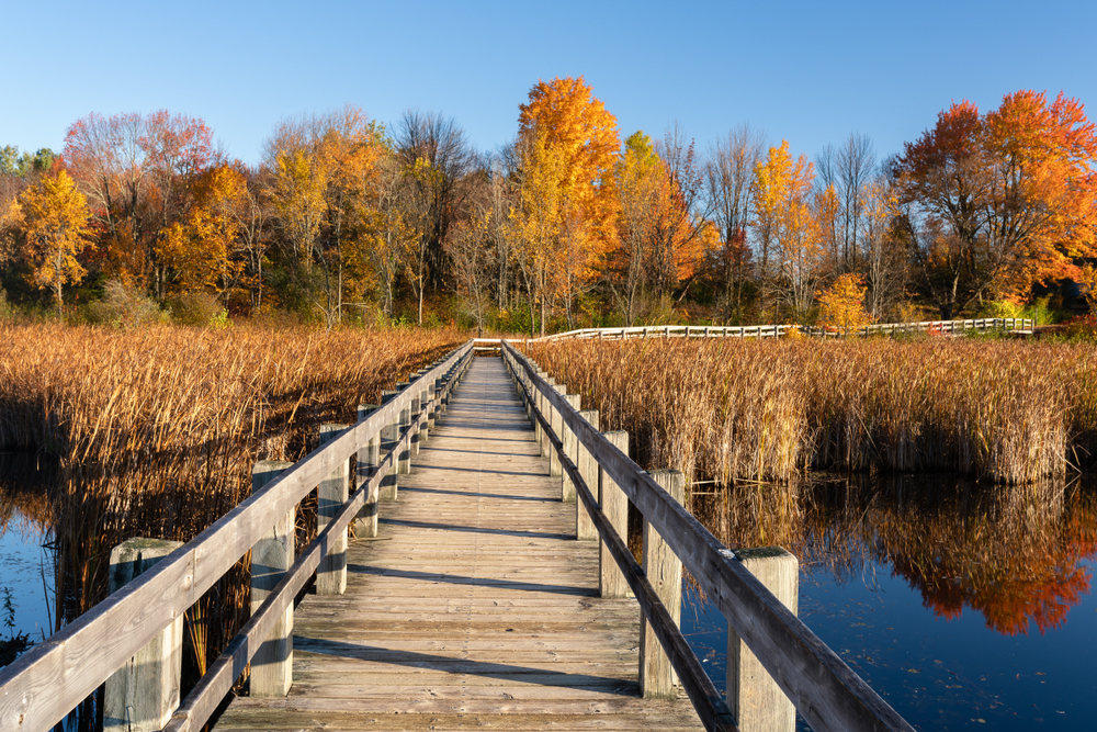 Mer Bleue Bog: Canada's Most Unique Ecosystem | TravelAwaits