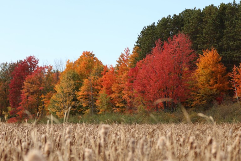 Mer Bleue Bog: Canada's Most Unique Ecosystem | TravelAwaits