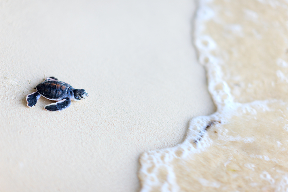 7 Ways To Help Protect Baby Sea Turtles During Your Beach Vacation ...