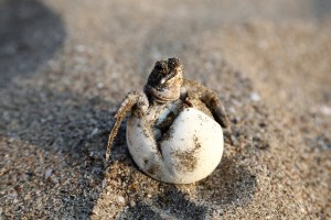 7 Ways To Help Protect Baby Sea Turtles During Your Beach Vacation ...