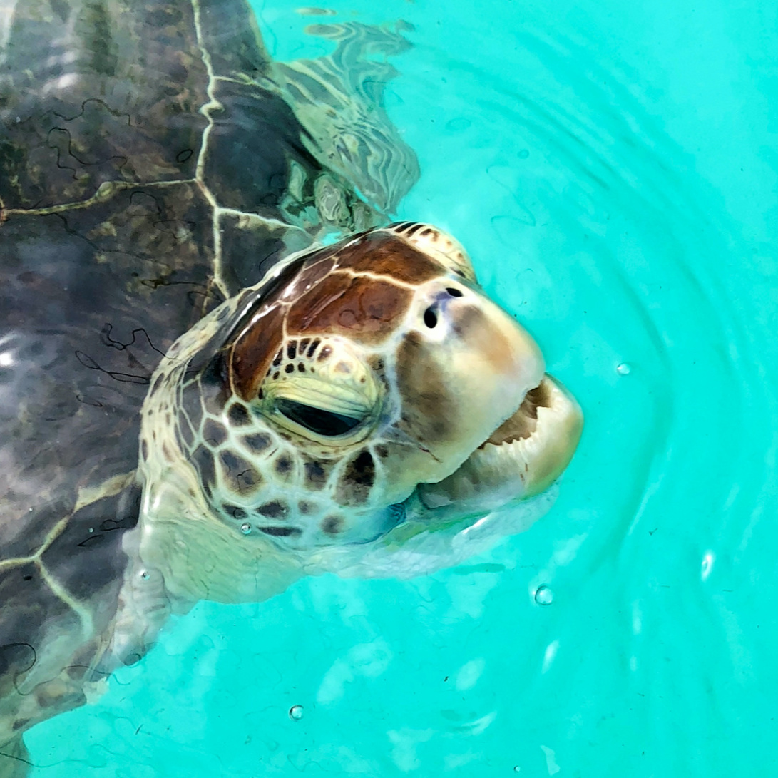 7 Awesome Animal Encounters In Florida | TravelAwaits