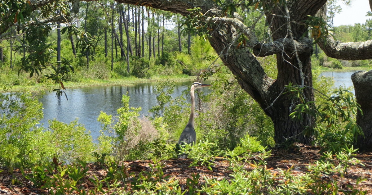 フロリダ州ペンサコーラ近くで6つのベストハイキング