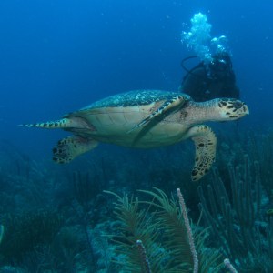 7 Best Outdoor Experiences On Ambergris Caye, Belize | TravelAwaits