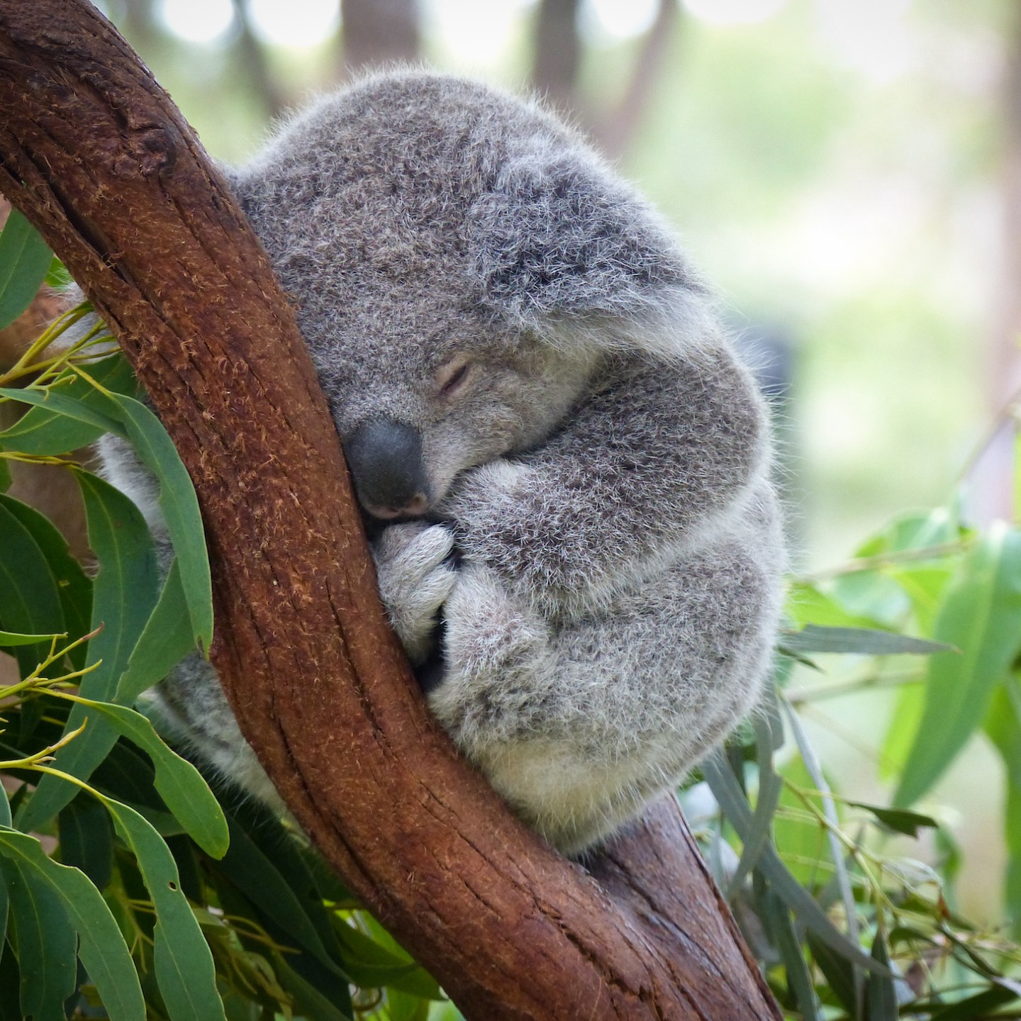 Unforgettable Zoo Sleepovers In Australia | TravelAwaits