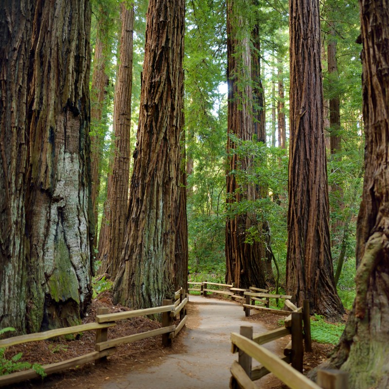 10 Key Ranger Tips For Visiting Muir Woods National Monument | TravelAwaits