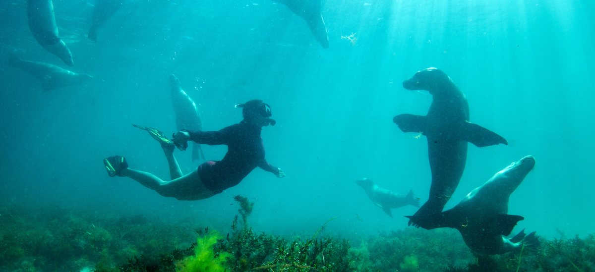 オーストラリアのかわいい動物での最高の体験