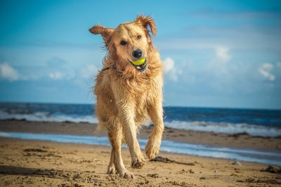 The Best Dog-Friendly Beaches In The U.S. | TravelAwaits