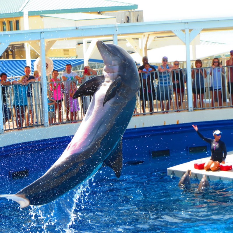 7 Aquariums To Visit Along The Gulf Coast | TravelAwaits