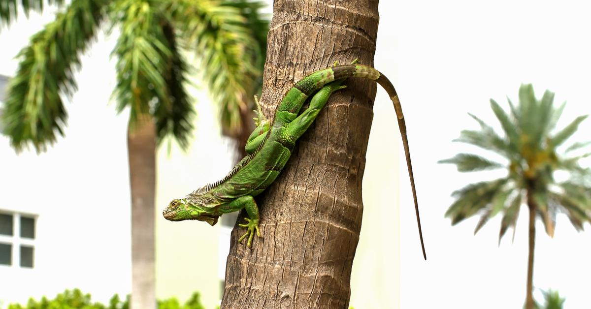 フロリダ人は、今週末、イグアナの倒れを監視するよう警告しました